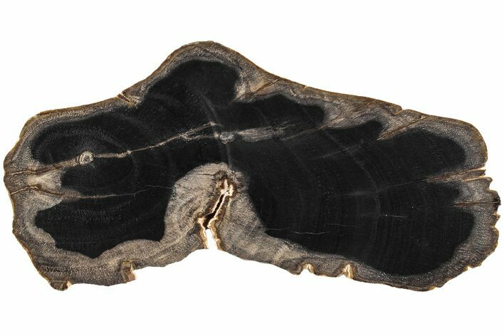 Polished Petrified Tropical Hardwood Slab - Texas #236141